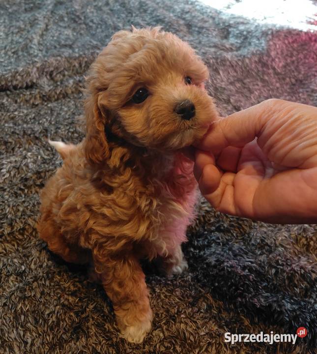 Maltipoo sunia red mazowieckie
