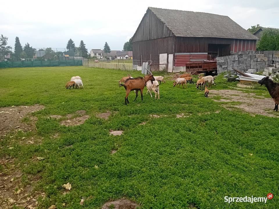 Owce barany kameruńskie
