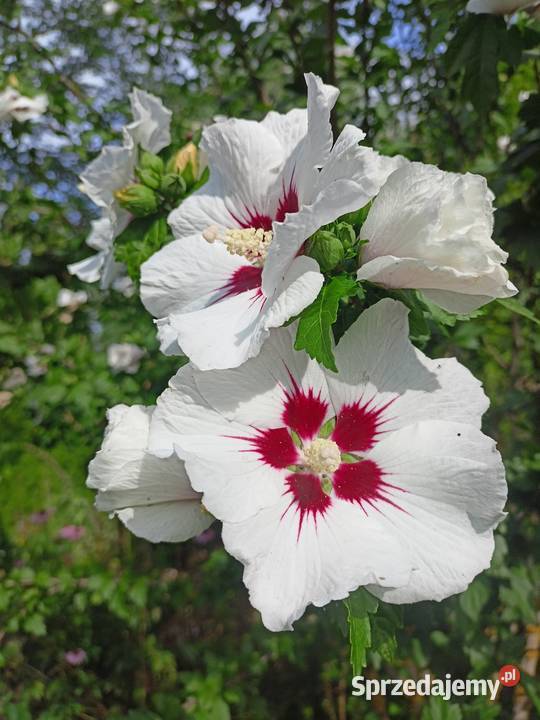 Hibiskus sadzonki podkarpackie Ostrów