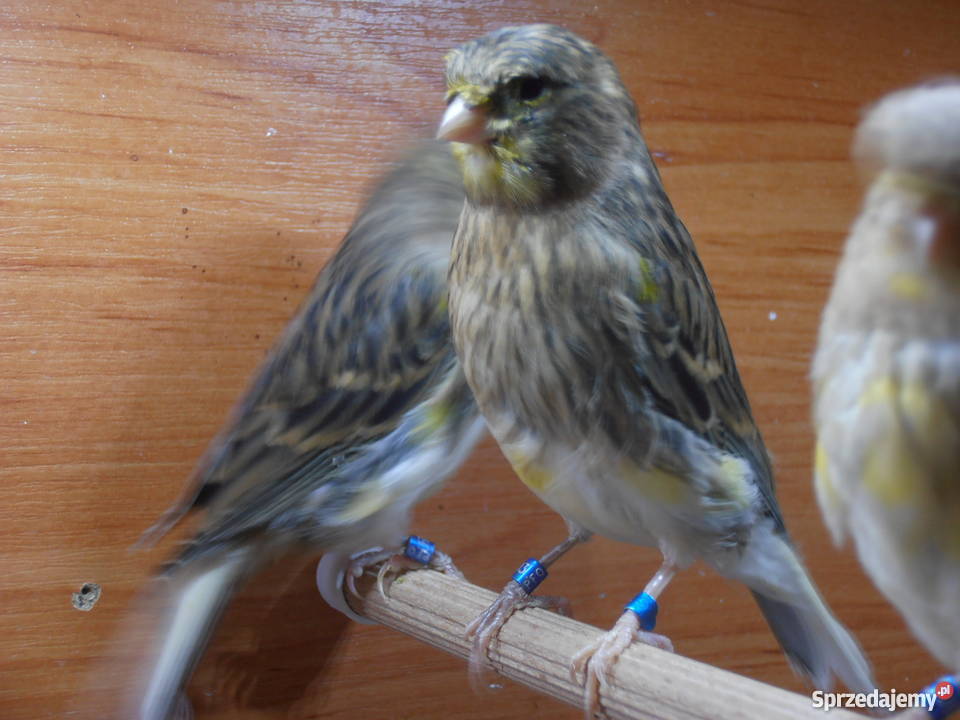 Sprzedam młode kanarki z 2017 roku Warszawa