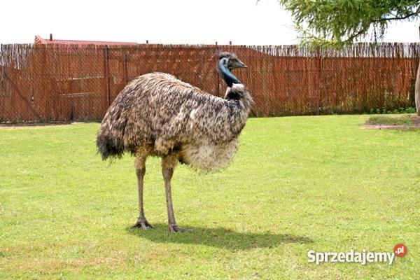 młode strusie Emu Warszawa