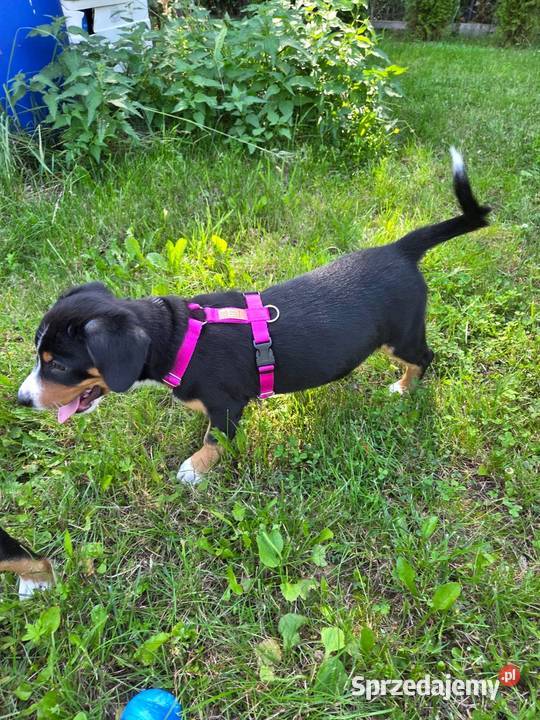 Entlebucher szczeniaczek 2.5 miesięczna suczka