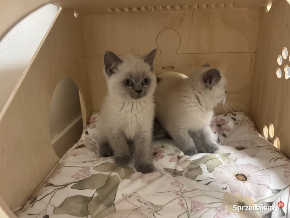 Przepiękne kocięta brytyjskie Point A33 małopolskie