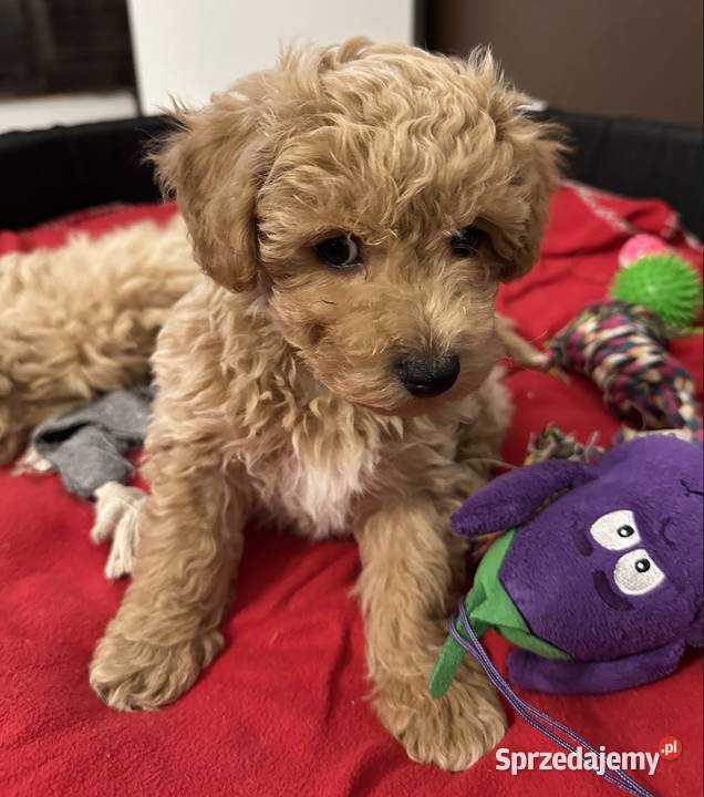 Bichon frise Pudel toy bichpoo Wrocław