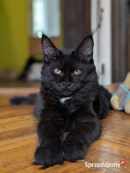 Kocięta Maine Coon z hodowli FIFe FPL rodowód dolnośląskie Wrocław