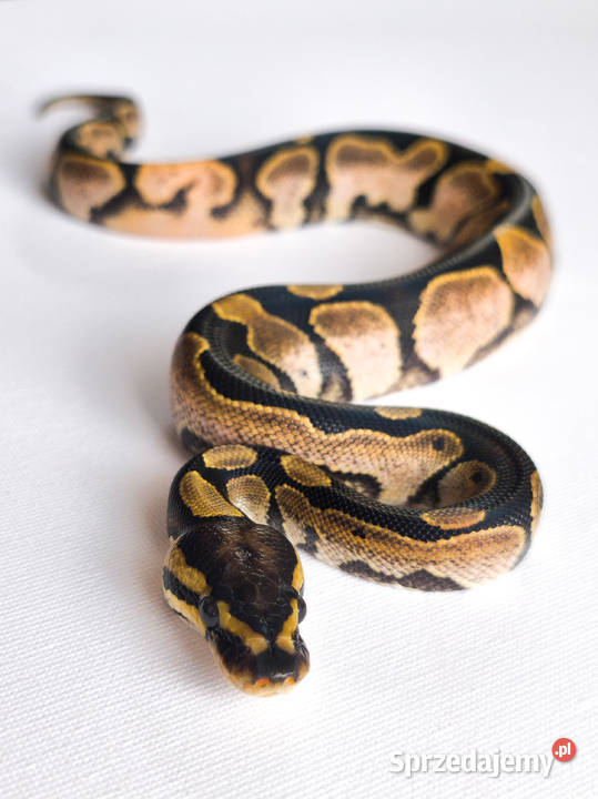 Pyton królewski Sugar Calico Python Regius