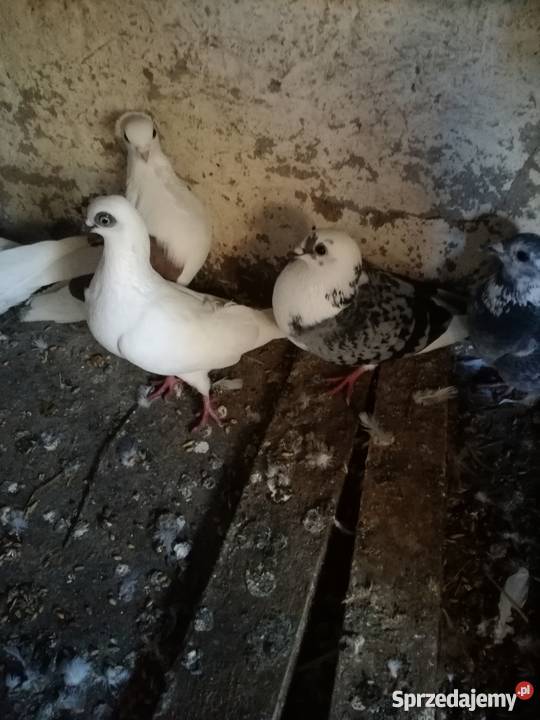 Sprzedam golebie mewki Kalisz sprzedam