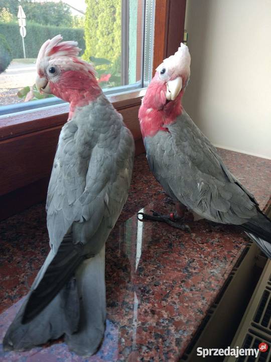 KAKADU RÓŻOWA ręcznie karmiona 2 SAMICE z 2018