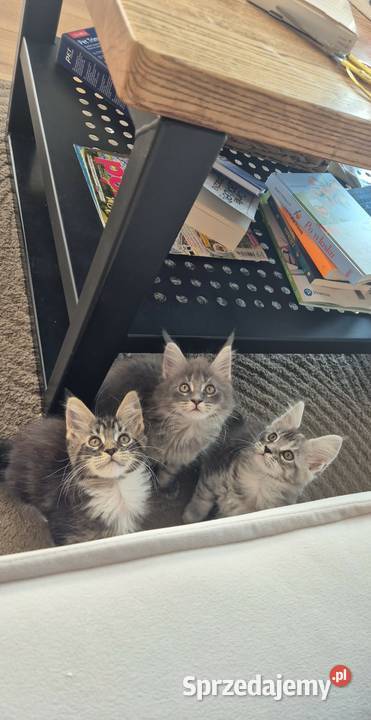Maine coon kocięta Rurzyca