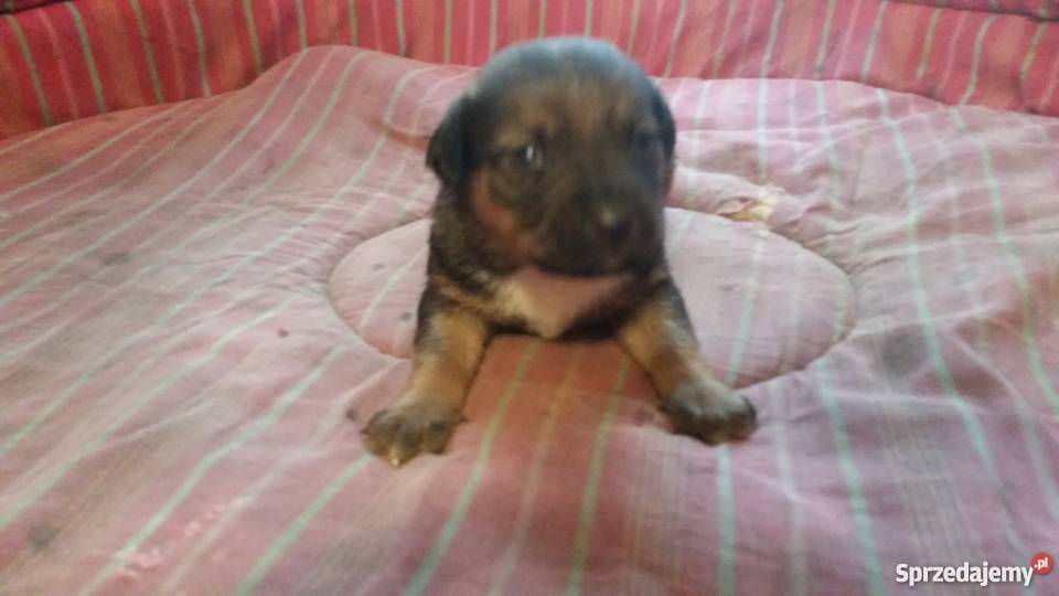 oddam szczenięta w ręce Racibórz