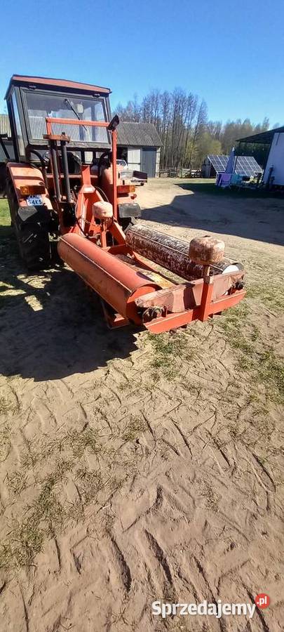 Owiarka nieuszkodzony Płońsk