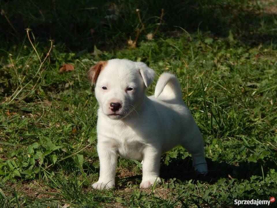 Szczenięta Jack Russell Terrier Miedze