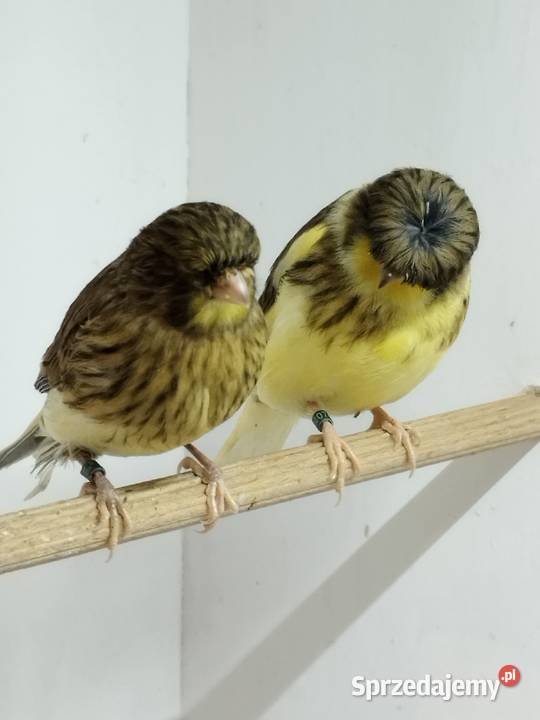 Kanarki Gloster Gostyń