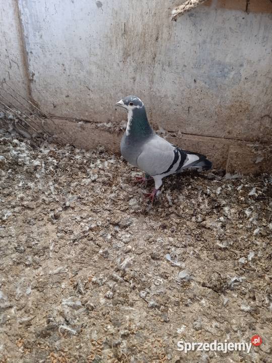Sprzedam całe stado gołębi pocztowych lubelskie