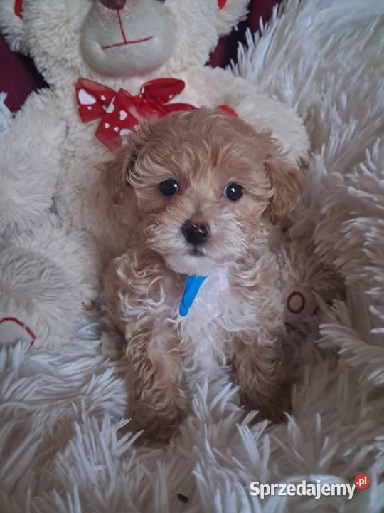 Maltipoo piesek mama maltańczyk tata pudel toy Busko-Zdrój
