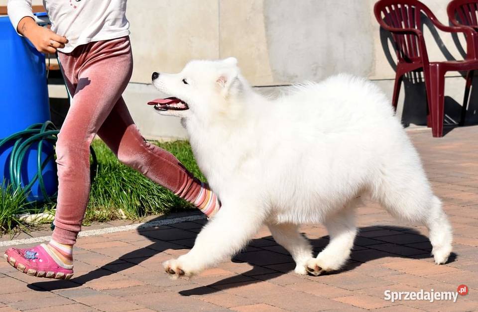 Samoyed szczeniak samiec do odbioru Sesto Senso Zduńska Wola