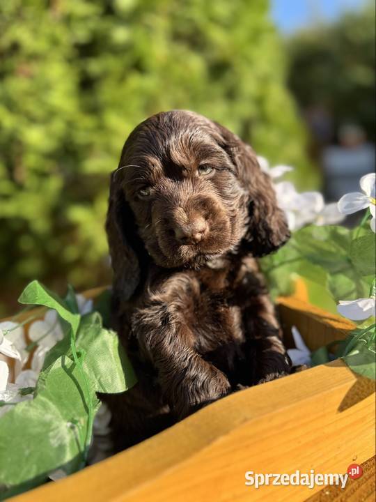 Wyjątkowy czekoladowy piesek Cocker Spaniel Warszawa
