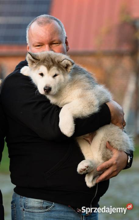 Wyjątkowa Alaskan Malamut szczeniak Nowa Sól