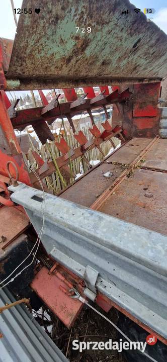 Rozrzutnik vogel and noot Rozrzutniki obornika Konina