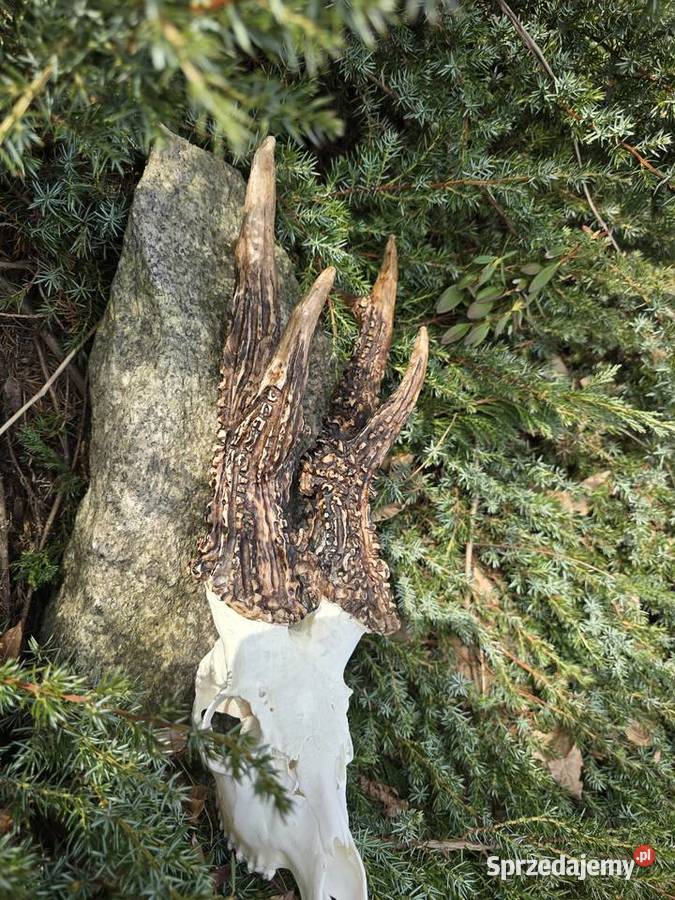 AKTUALNY VCE REKORD ŚWIATA 2006r DORSET CIC Orzesze