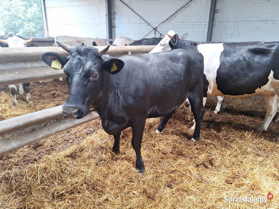 Sprzedam jalowice cielne Nowy Kobrzyniec