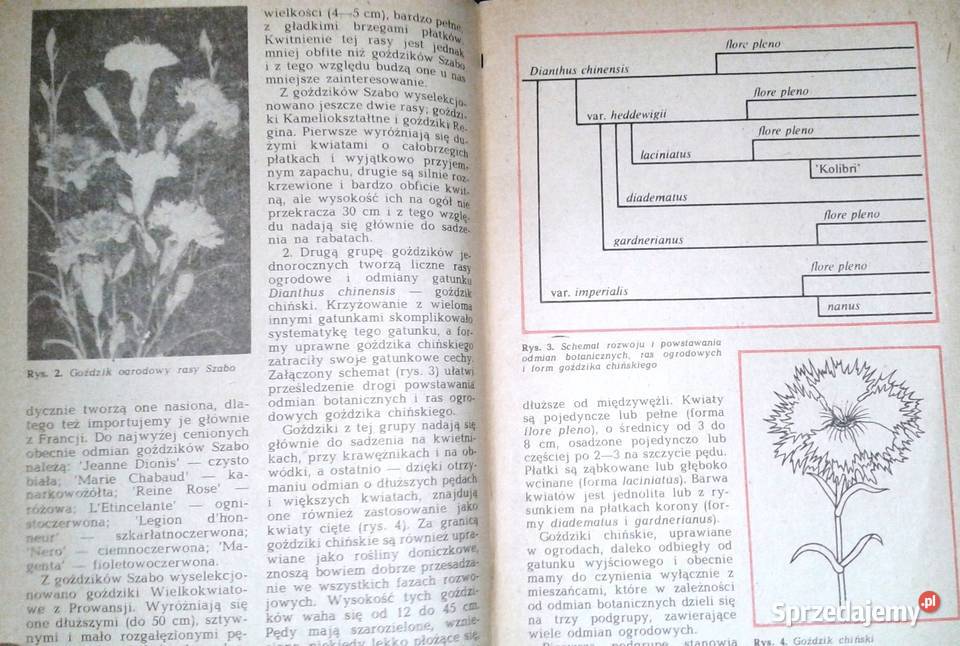 Goździki w ogródku Rabatowe skalne Kazimierz lubelskie