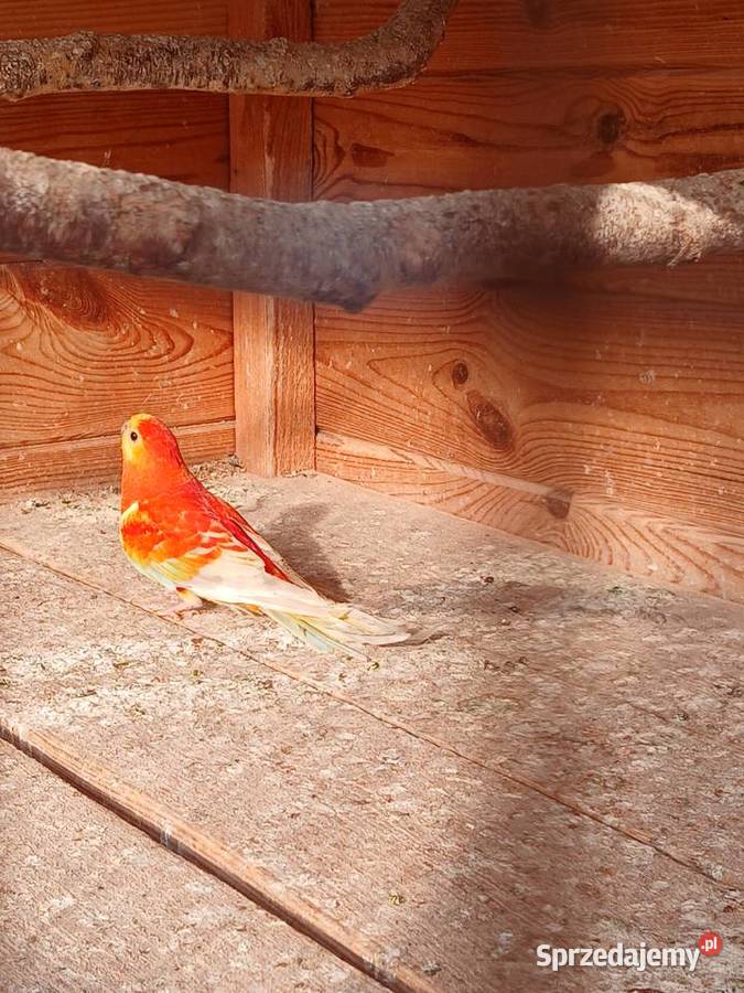 Papuga piekna spiewa swiergotka Ptaki Goździk