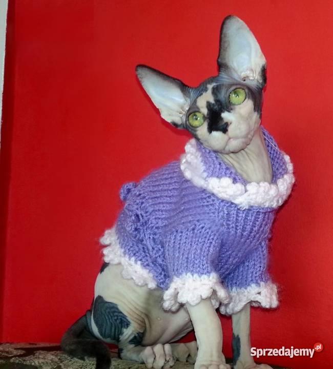 Kocięta SPHYNX CANADIAN EUROPA CHAMPIONIE Warszawa sprzedam