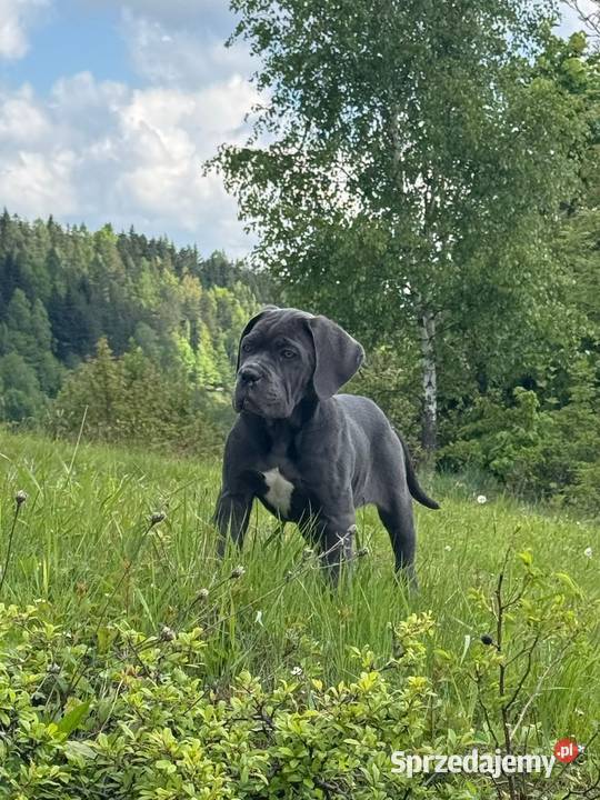 Piękna suczka cane corso z domowej hodowli Warszawa