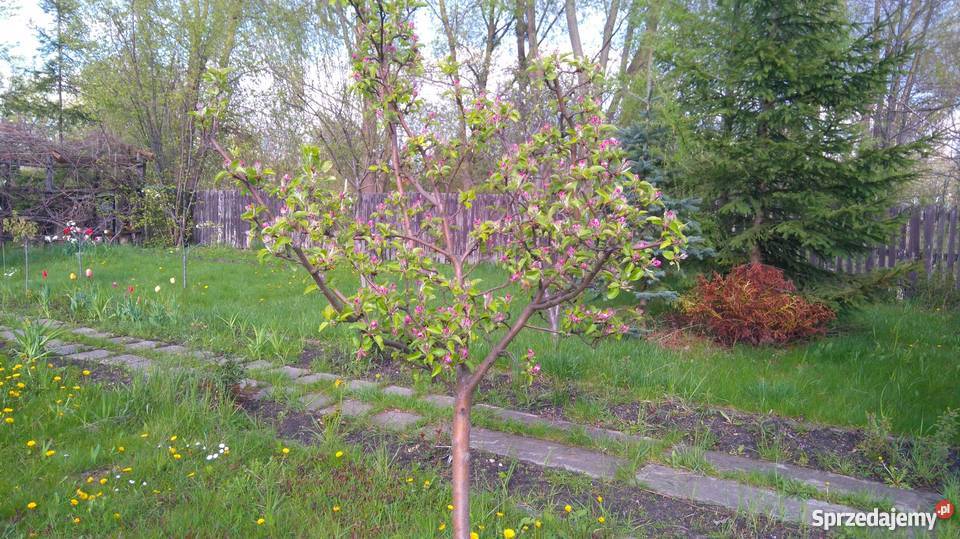 Ogródek działkowy ROD Pilczyce Hutnicza Wrocław sprzedam