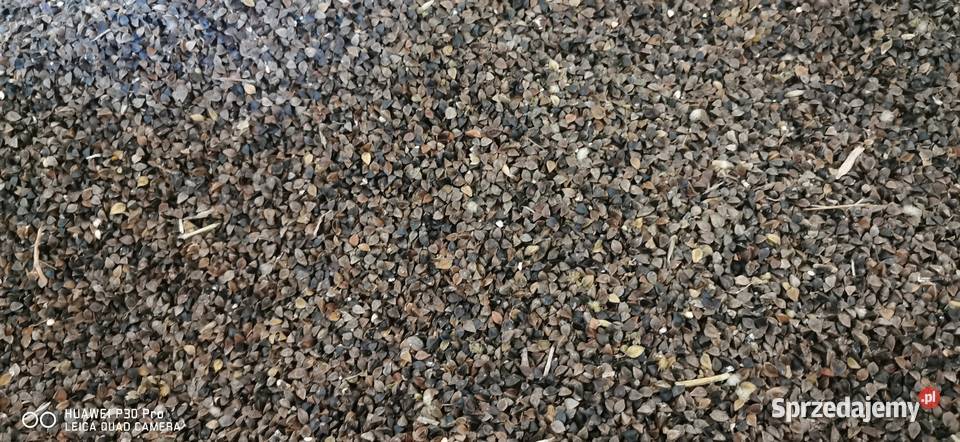 Gryka tatarka zbiór 2025 Zboża Waleńczów sprzedam