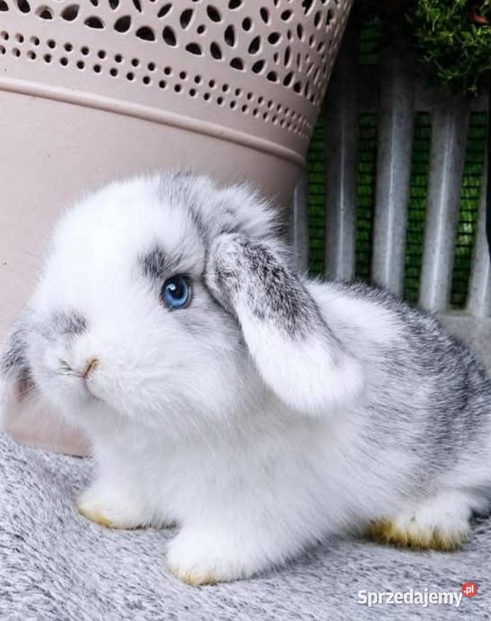 Śliczne kroliczki mini lop wielkopolskie Poznań