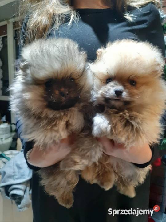 Szpic miniaturowy Bukowno