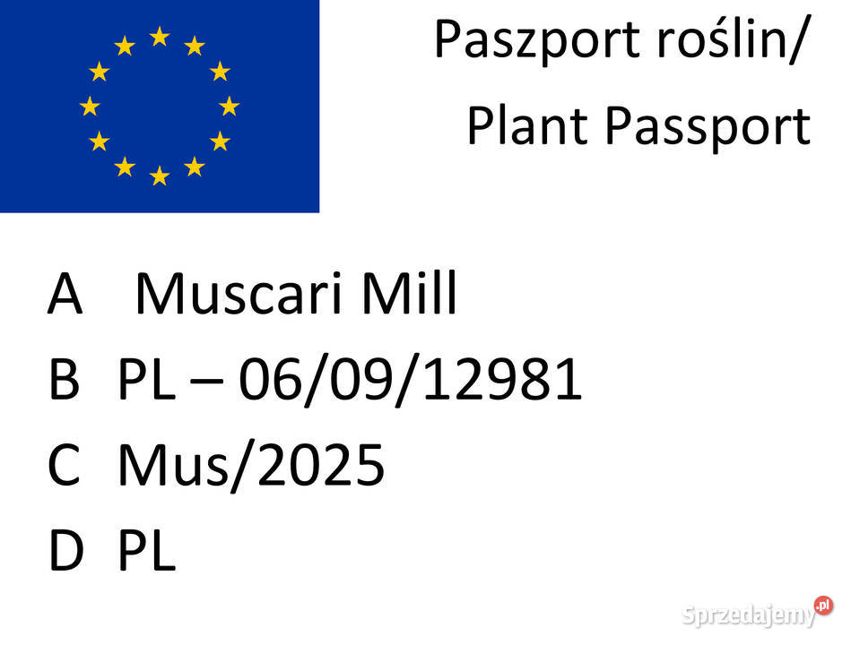 Szafirek niebieski cebulki cebule z Polski Lublin sprzedam