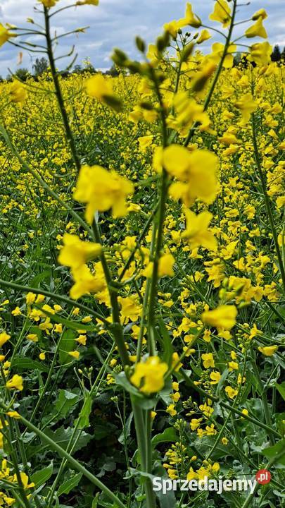 Nasiona rzepaku Ilona Huby