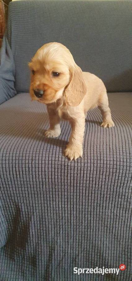 Cocker Spaniel Angielski suczka Radom