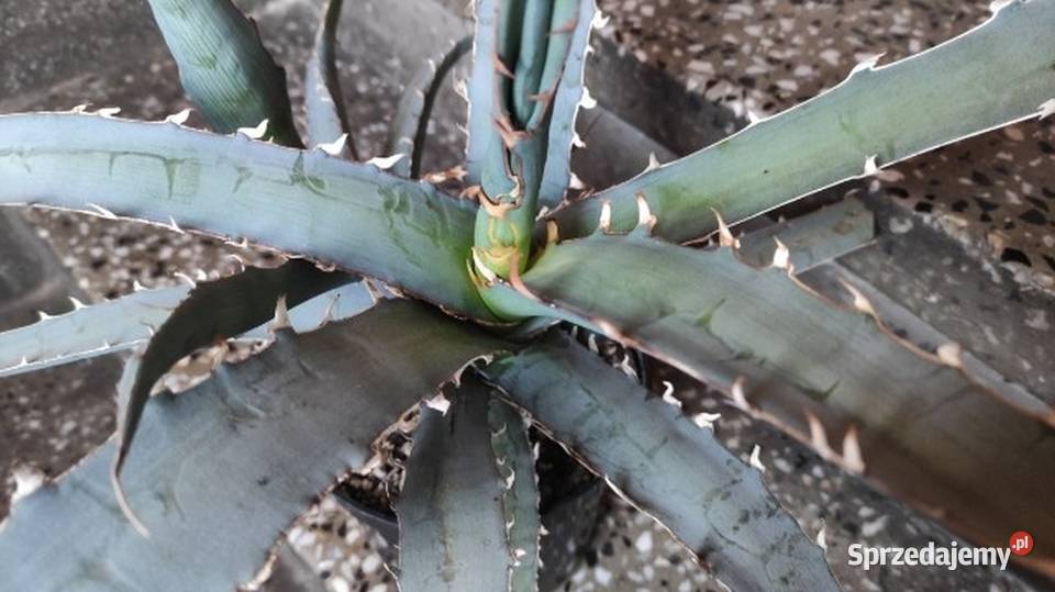 Unikatowa agawa kolekcjonerska agave Kraków