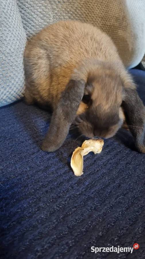Królik Mini Lop Katowice
