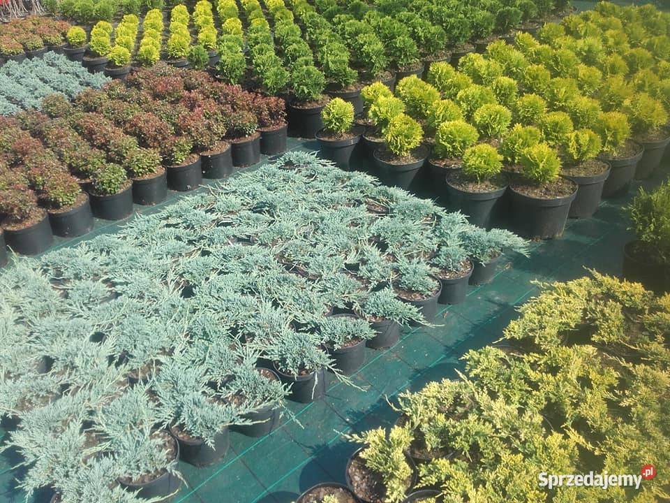 Tuje kuliste berberysy jalowce plozace małopolskie Tarnów