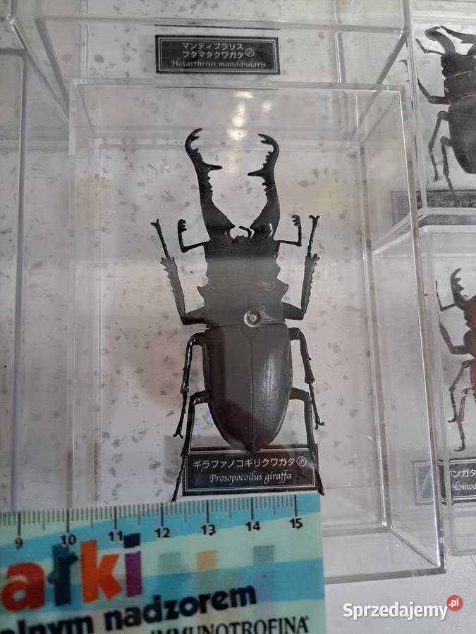 Kolekcja owadów świętokrzyskie Leszczyny