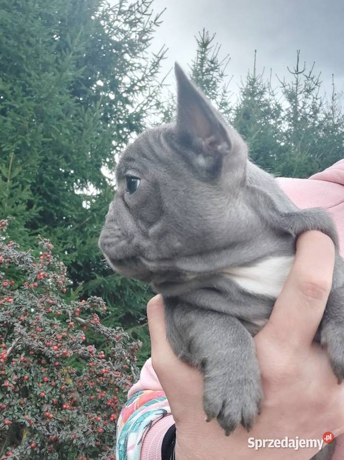 Buldog francusk przesliczna suczka blue gotowa Szprotawa