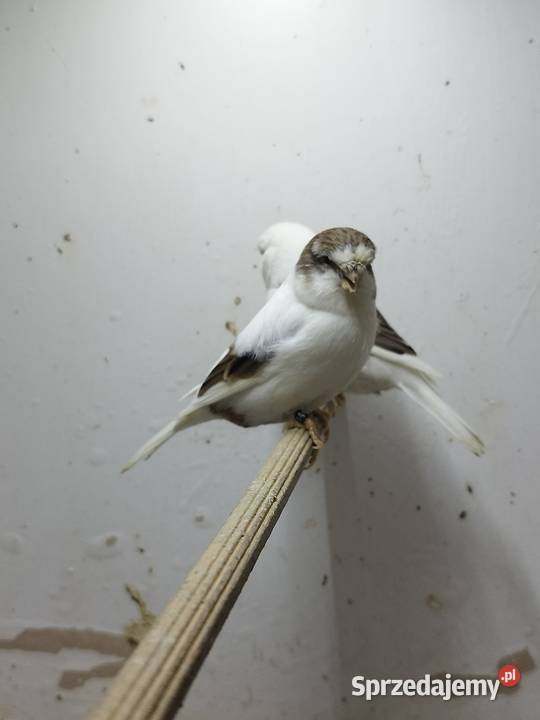 Kanarki Gloster 24 25 r Pary