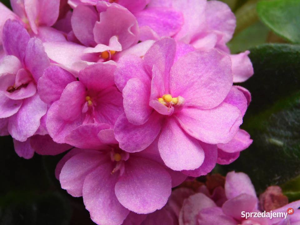 Fiołek Saintpaulia Dangerous 6 miniatura Kraków