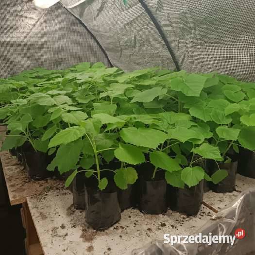 Paulownia Pao Tong Z07 sadzonki Sejny sprzedam