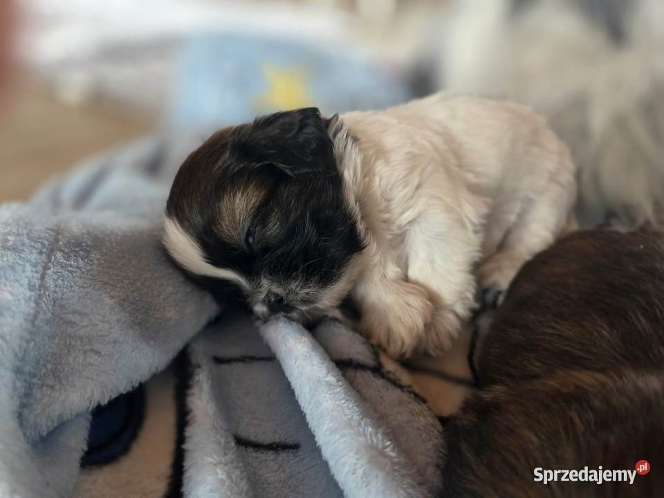 Sprzedam psa Shih tzu