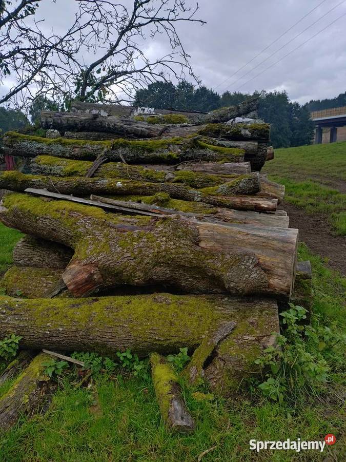 Sprzedam Drzewo drewno dąb Pozostałe Bobolice