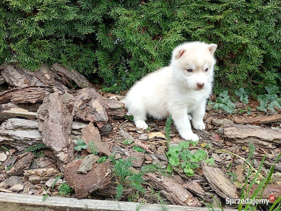 Siberian husky boy Husky śląskie Racibórz
