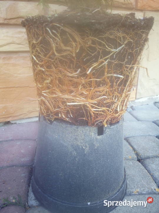 Tuja szmaragd tuje thuja smaragd szmaragdowa mazowieckie