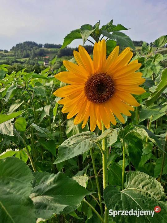 Sprzedam kwiaty słonecznika 1 sztuka Przyszowa
