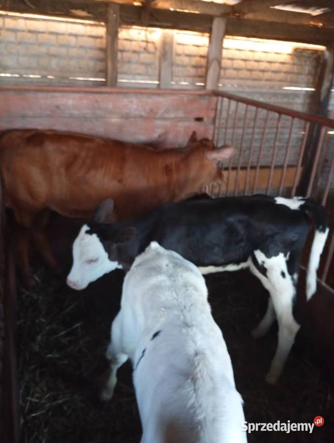 Cielęta do dalszego chowu Mzurowa